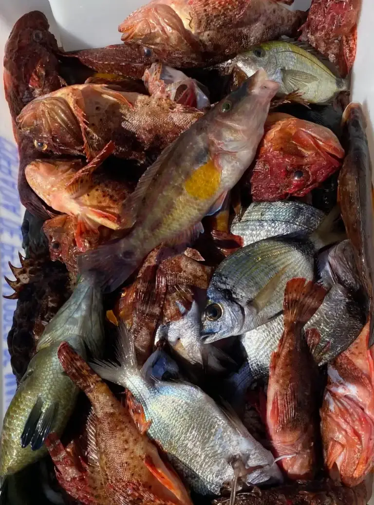 Varios pescados rojos frescos en una caja blanca de barca de pesca artesanal Ets al.lots